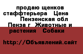 продаю щенков стаффтерьера › Цена ­ 7 000 - Пензенская обл., Пенза г. Животные и растения » Собаки   